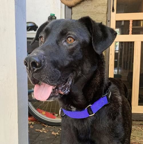 PetConnect Rescue - Stallion1.jpg